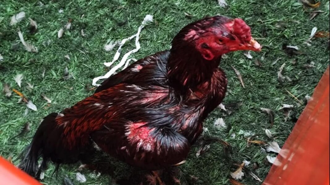 Gallos rescatados en operativo en Brandsen