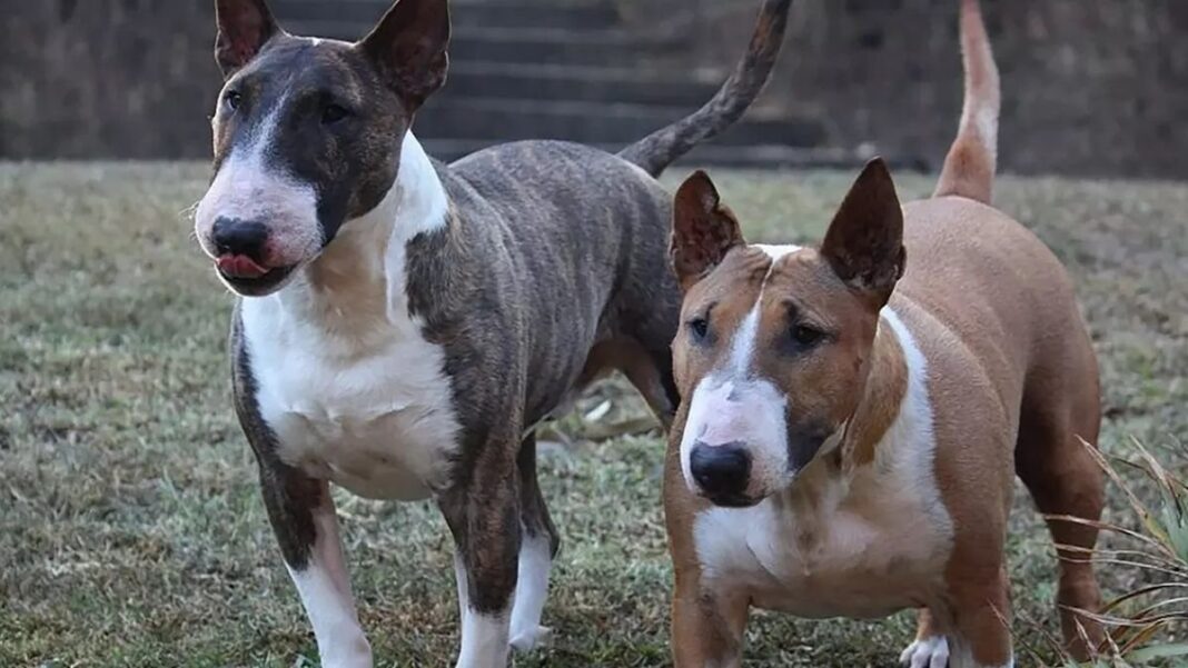 Perro Bull Terrier