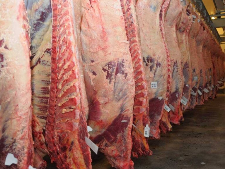 Carne bovina exportada