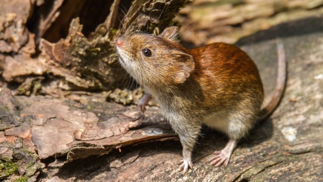 Ilustración de un roedor, vector del hantavirus