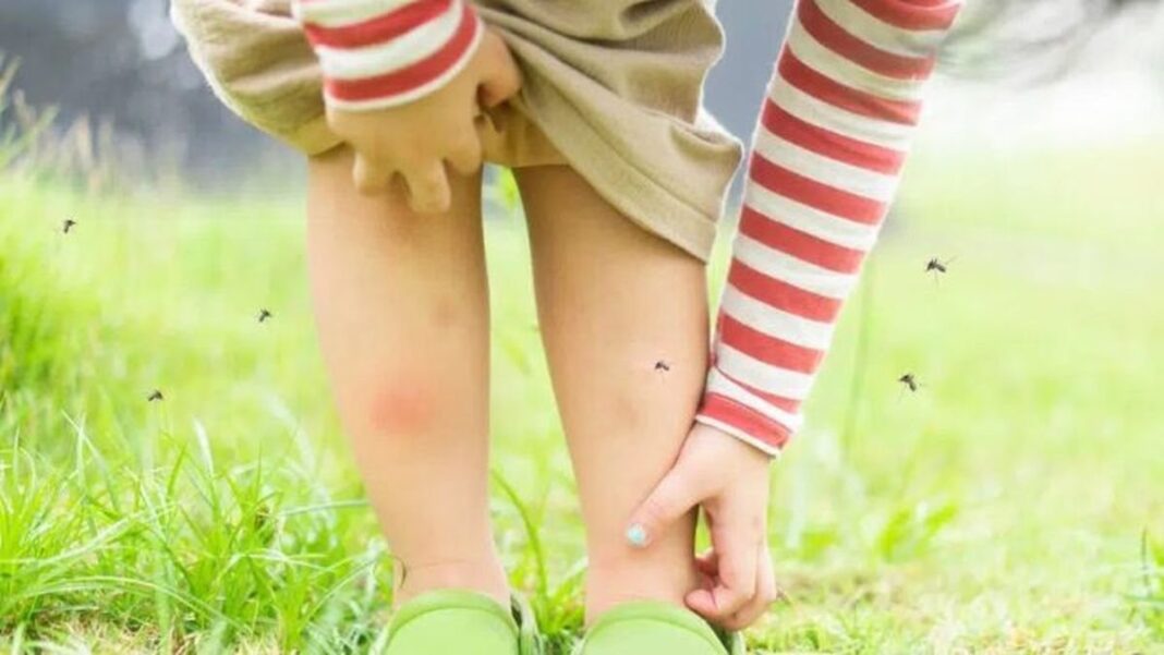 Mosquito Aedes aegypti posado sobre una superficie