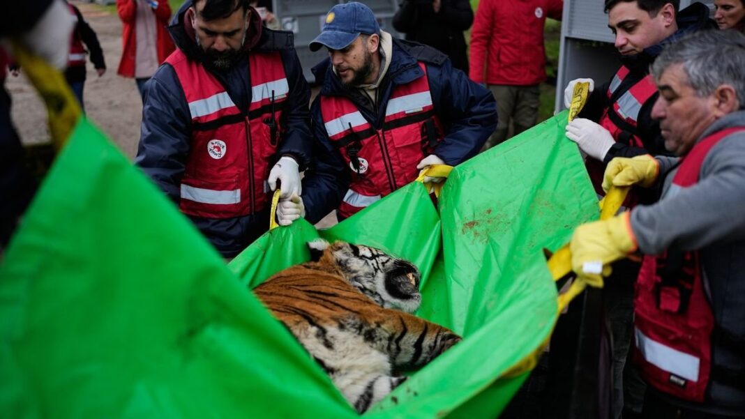 Felinos en jaulas de transporte durante operativo de traslado en Luján