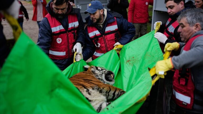 Felinos en jaulas de transporte durante operativo de traslado en Luján