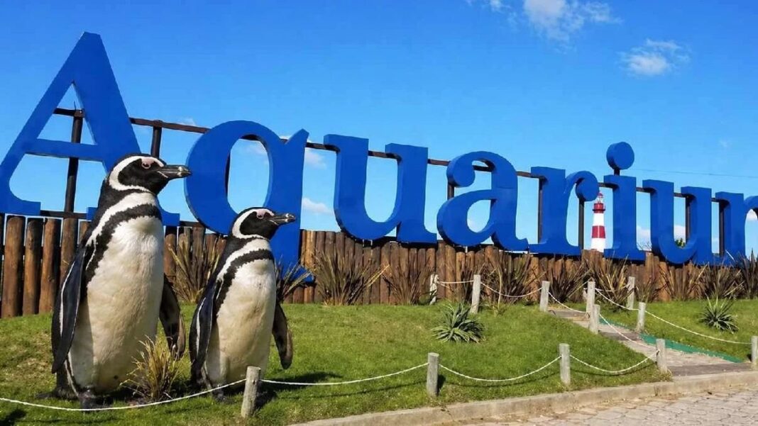 Pingüinos saltarines en el ex Aquarium de Mar del Plata