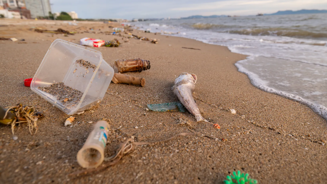Voluntarios recolectando residuos en una playa de la costa bonaerense durante el censo de basura costera marina