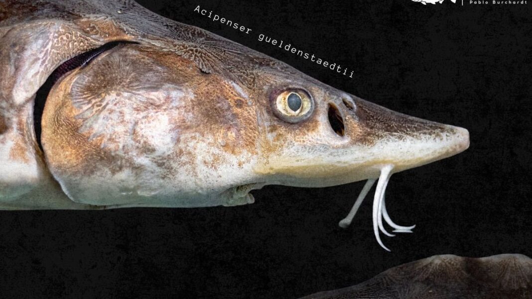 Fotografía de un esturión capturado en el Río de la Plata, con sus características barbillas y escudos óseos