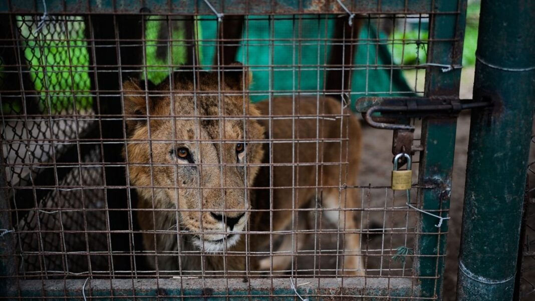 Felinos en el ex Zoo Luján durante el operativo de traslado