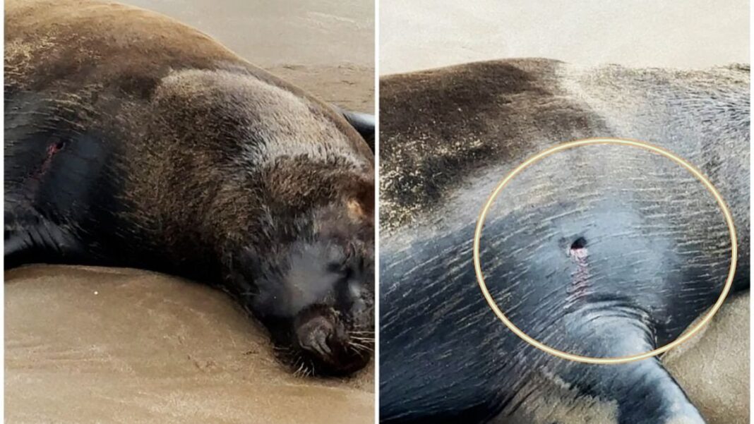 Lobo marino en la playa de Santa Teresita