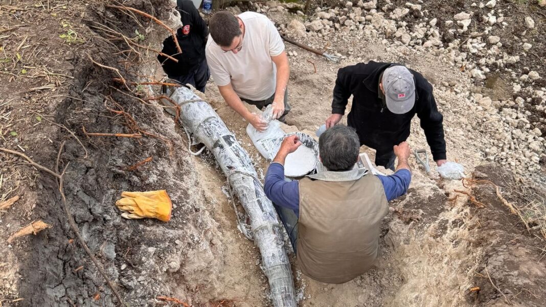 Defensa o colmillo de mastodonte de 2,34 metros hallada en San Pedro