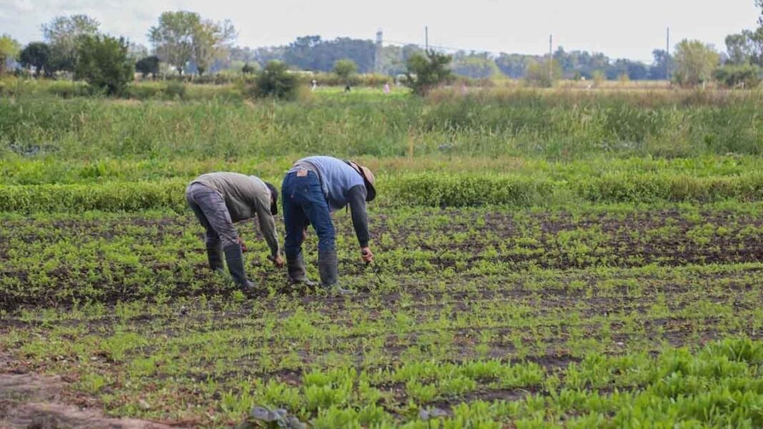 Trabajadores rurales en campo argentino